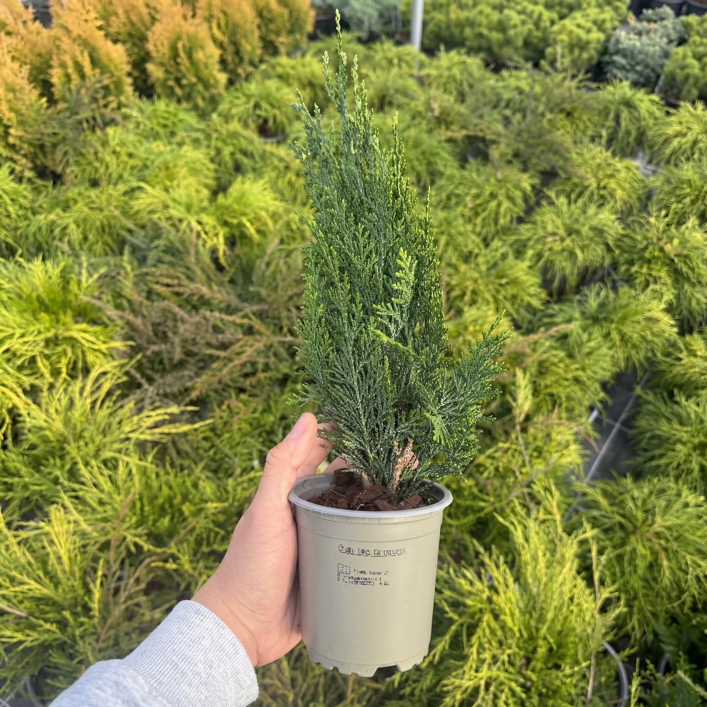 Tuia Chamaecyparis Columnaris 1L