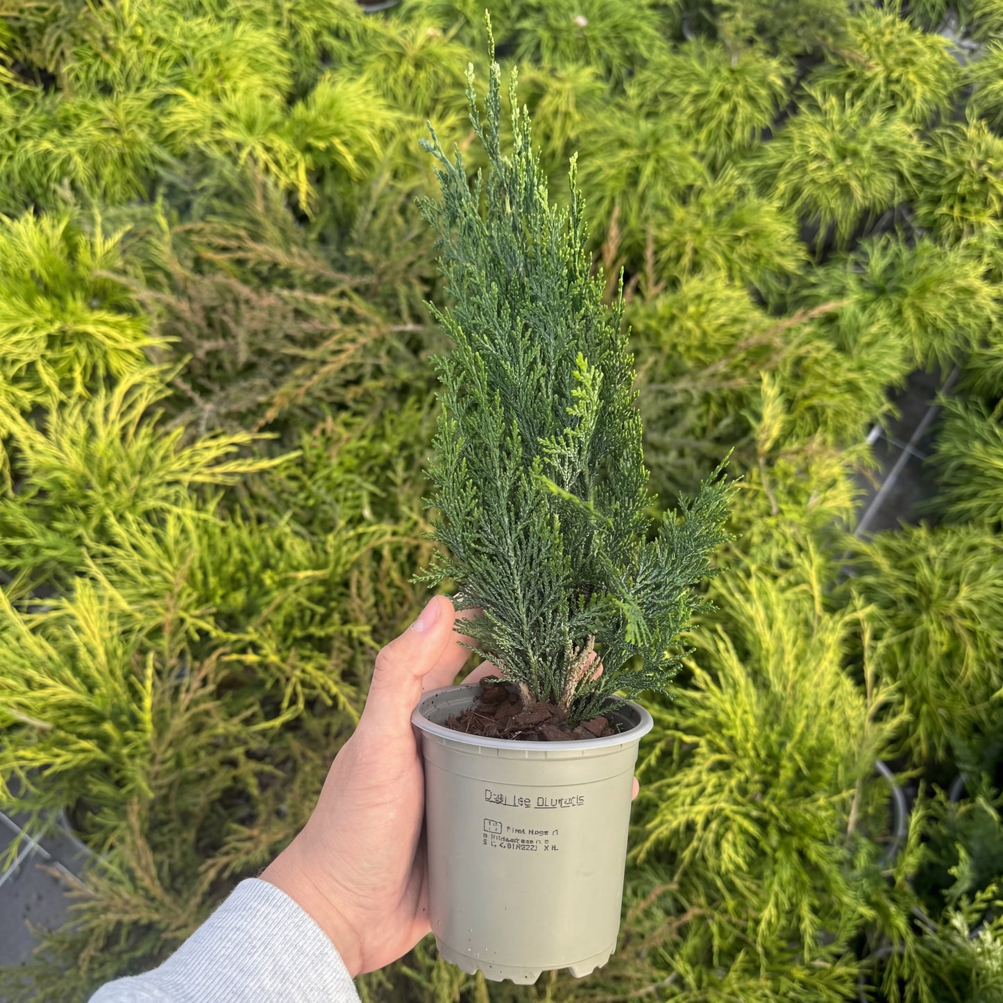 Tuia Chamaecyparis Columnaris 1L